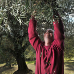 picking-olive-local-farmer_ND3_8531
