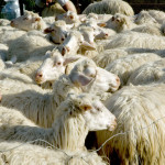 shepherd milink a sheep of his flock
