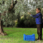 a local farmer picking up olives in his own olive grove