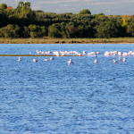 A flamingos colony in a lagoon of the Sinis peninsula